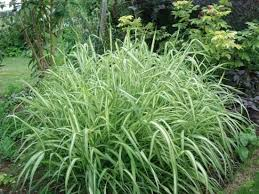 PHALARIS ARUNDINACÉA