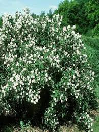PHILADELPHUS BOUQUET BLANC