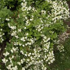 [8754] PHILADELPHUS MANTEAU D'HERMINE (Caduc, 100/150)