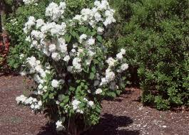 [8756] PHILADELPHUS MIN. SNOWFLAKE (Caduc, 150/200)
