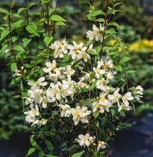 PHILADELPHUS MONT BLANC