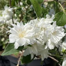 PHILADELPHUS SNOWFLAKE