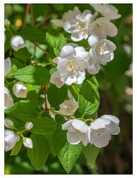 PHILADELPHUS VIRGINALIS