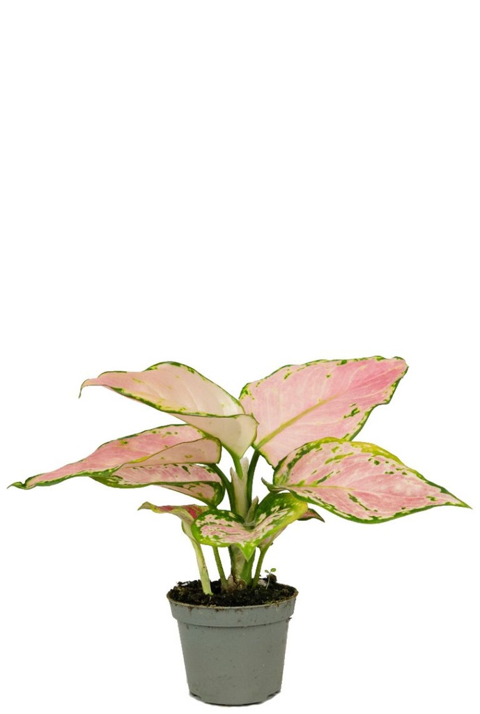 [0863] AGLAONEMA RED ZIRCON (Persistant, 50/100)