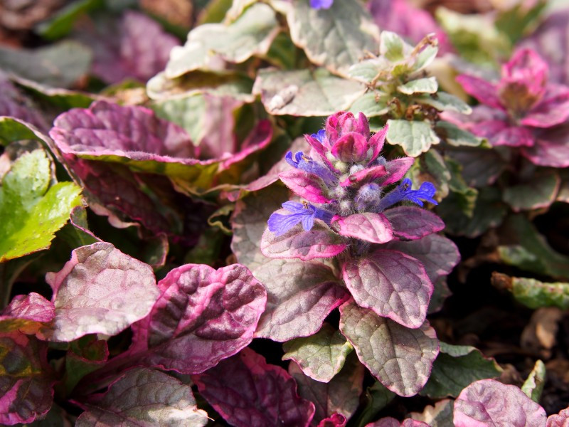 AJUGA REPTANS BURGUNDY GLOW