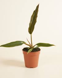 [8813] PHILODENDRON CARAMEL PLUTO (Persistant, 100/150)