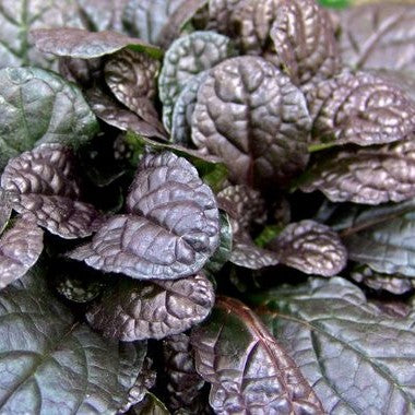 [0880] AJUGA REPTANS (Persistant, 0/20)