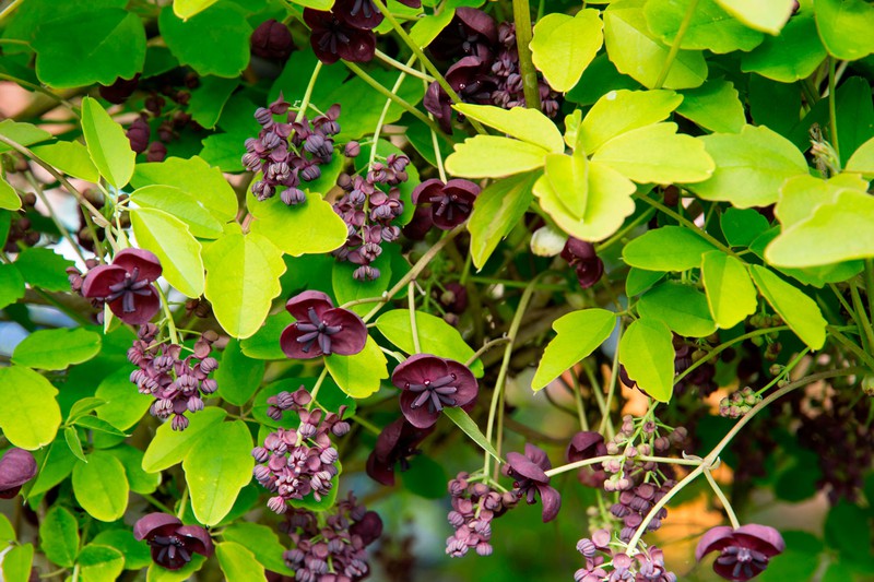 AKEBIA QUINATA