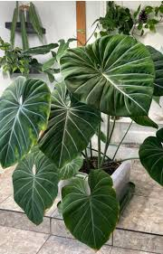 PHILODENDRON GLORIOSUM