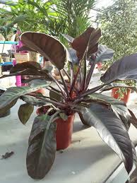PHILODENDRON IMPERIAL RED