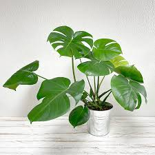 [8822] PHILODENDRON MONSTERA (Persistant, 200/250)