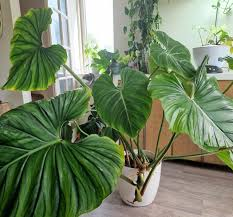 [8832] PHILODENDRON PLOWMANII (Persistant, 50/100)
