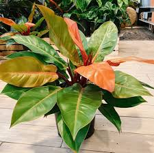 PHILODENDRON PRINCE OF ORANGE