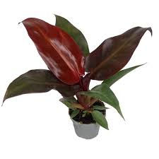 PHILODENDRON RED SUN