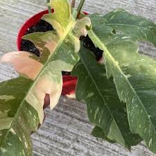 [8838] PHILODENDRON RING OF FIRE (Persistant, 100/150)