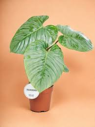 [8842] PHILODENDRON SODIROI (Persistant, 100/150)