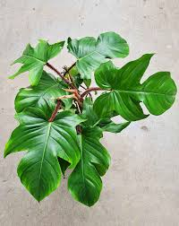 [8844] PHILODENDRON SQUAMIFERUM (Persistant, 150/200)