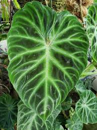 PHILODENDRON VERRUCOSUM
