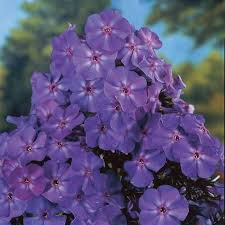 PHLOX PANICULATA