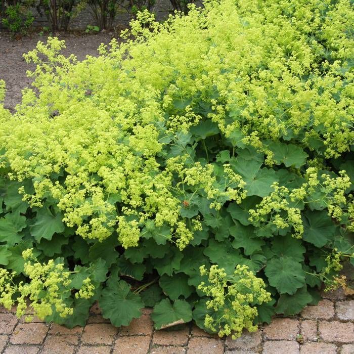 ALCHEMILLA MOLLIS