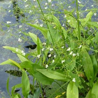 [0965] ALISMA PLANTAGO (Caduc, 50/100)