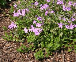 [8859] PHLOX STOLONIFERA (Caduc, 0/20)