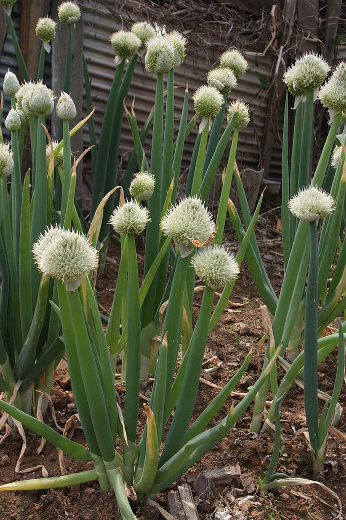 ALLIUM FISTULOSUM CIBOULE