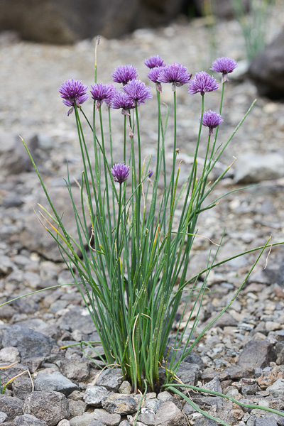 [0986] ALLIUM SCHOENOPRASUM (CIBOULETTE) (Caduc, 20/50)