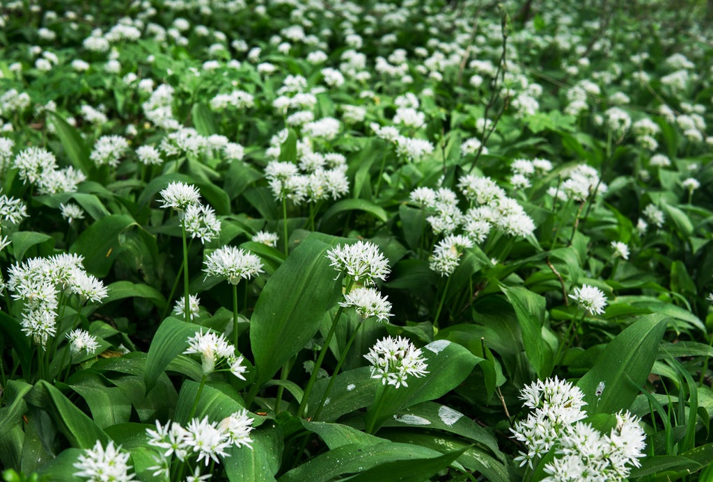 [0992] ALLIUM URSINUM (Caduc, 20/50)