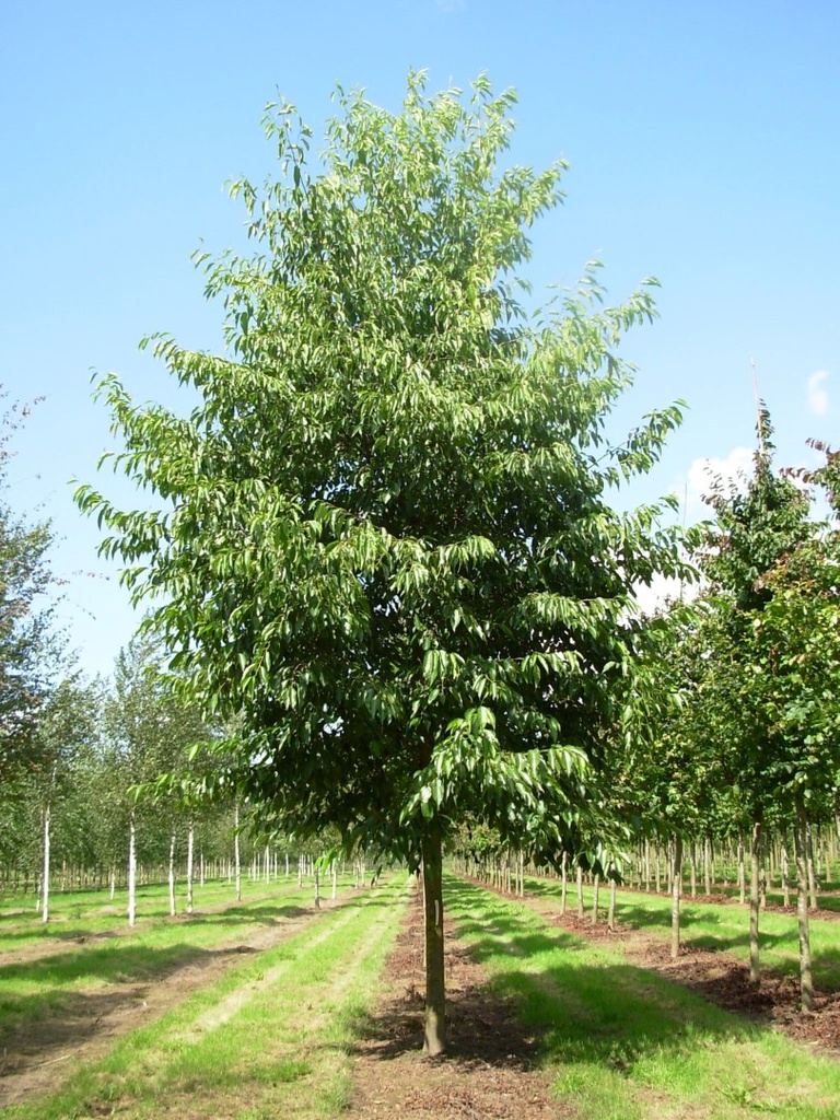 ALNUS SPAETHII - TIGE