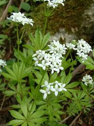 GALLIUM ODORATUM