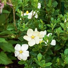 GARDENIA JASMINOIDES KLEIM'S HARDY