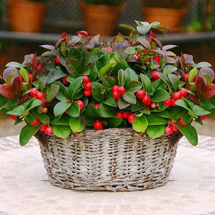 [5580] GAULTHERIA PROCUMBENS (Persistant, 0/20)