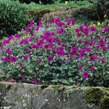 GERANIUM CINEREUM