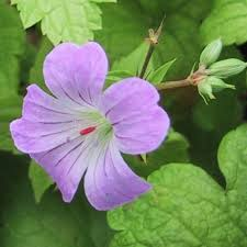 GERANIUM NODOSUM