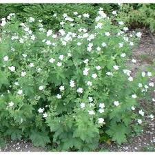 GERANIUM PRATENSE