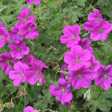 GERANIUM RIVERSLEAIANUM
