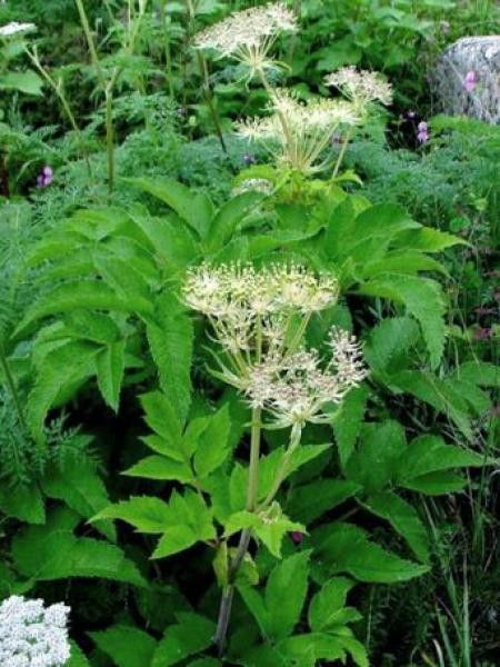 ANGELICA ARCHANGELICA ANGÉLIQUE
