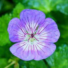 GERANIUM WALLICHIANUM GDT