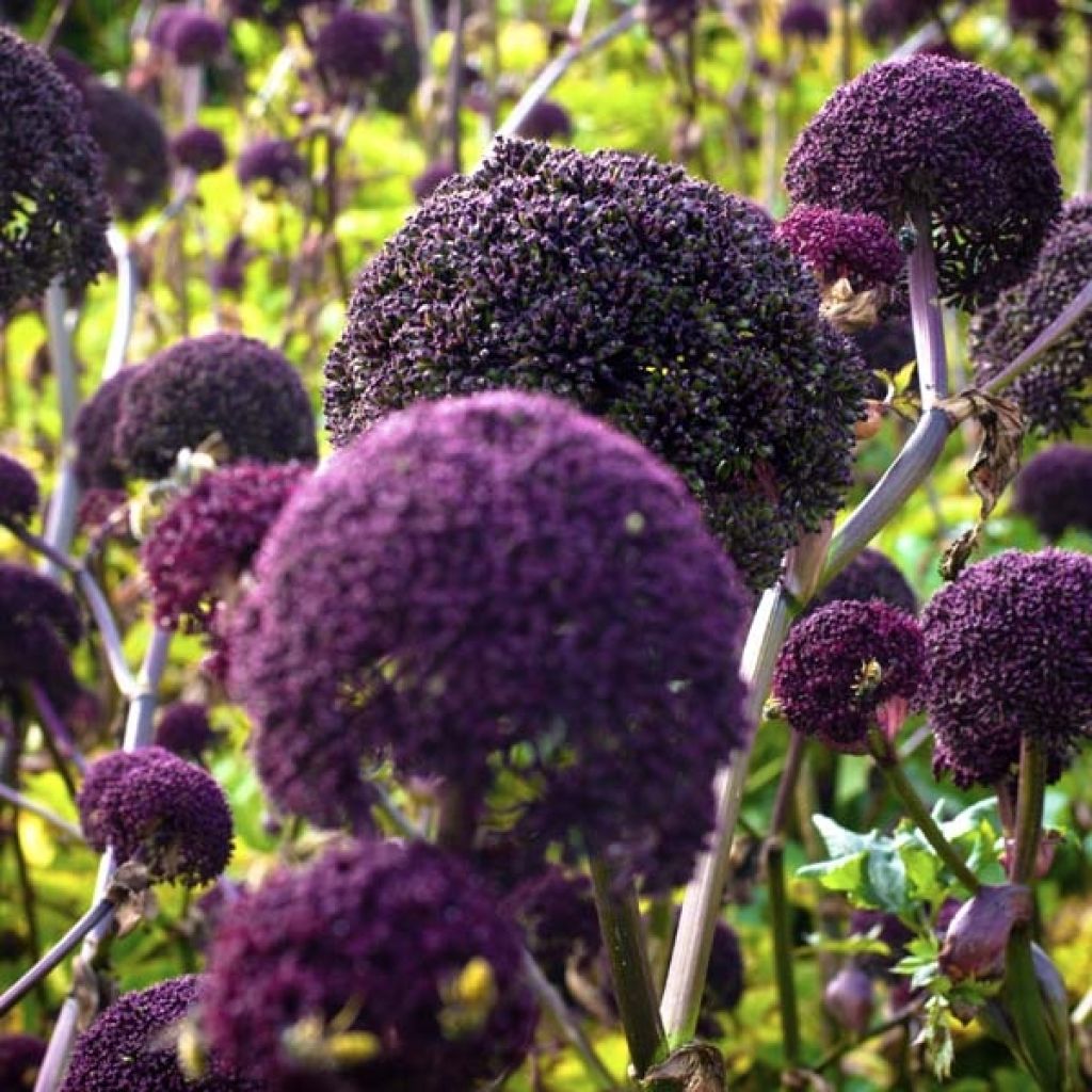 [1111] ANGELICA GIGAS POURPRE (Caduc, 150/200)
