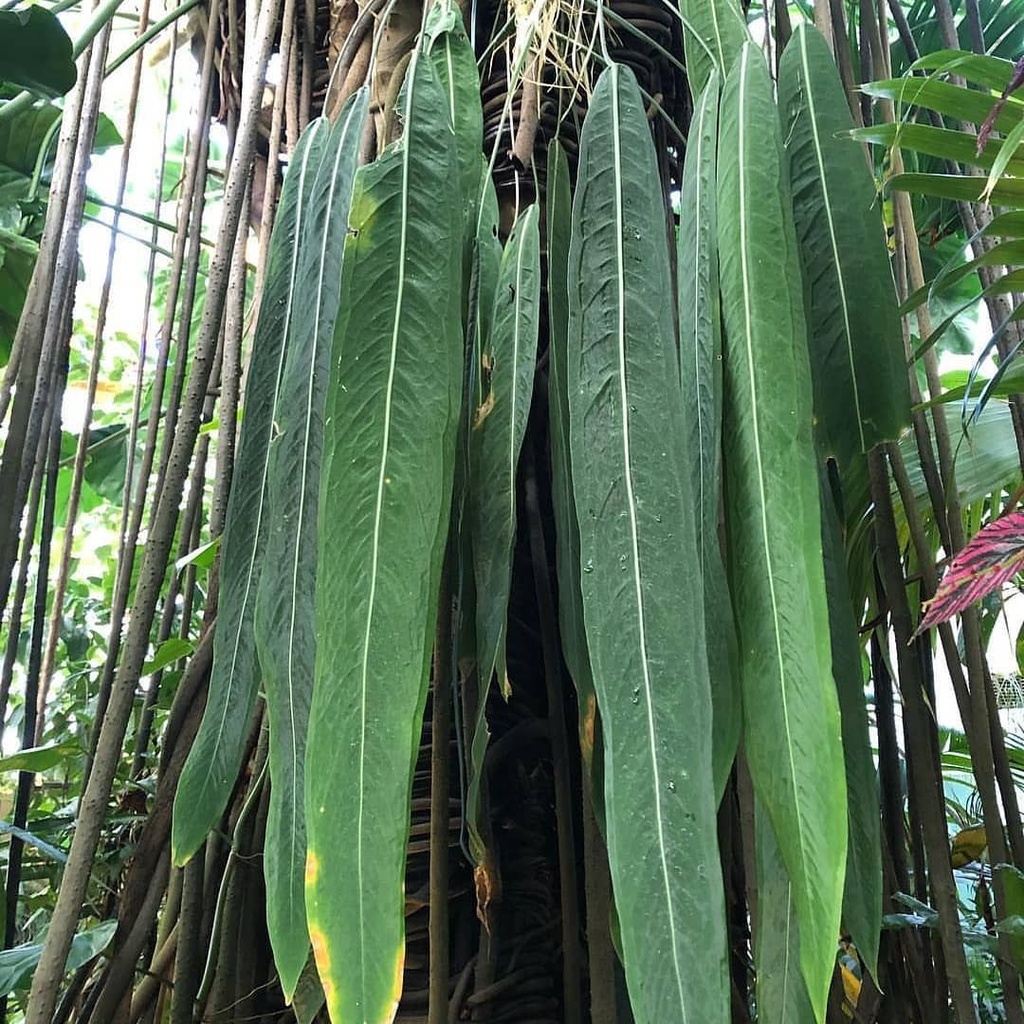 [1135] ANTHURIUM PALLIDIFLORUM (Persistant, 50/100)