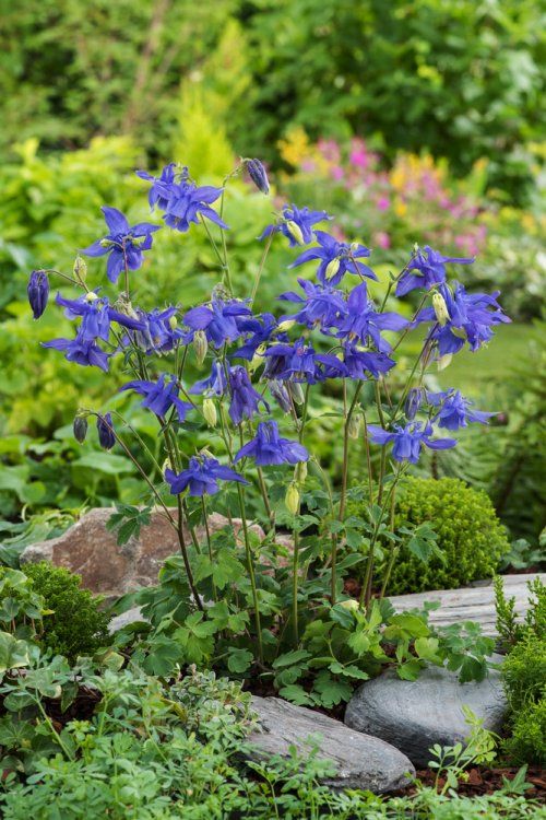 AQUILEGIA ALPINA