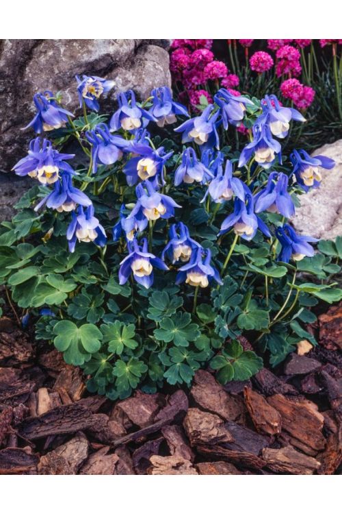 [1148] AQUILEGIA FLABELLATA (Caduc, 20/50)