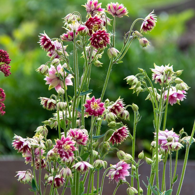 [1150] AQUILEGIA NORA (Caduc, 50/100)