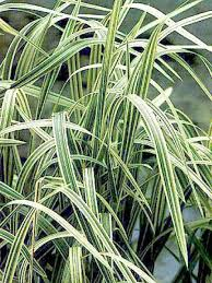 [5782] GLYCERIA MAXIMA VARIEGATA (Persistant, 50/100)