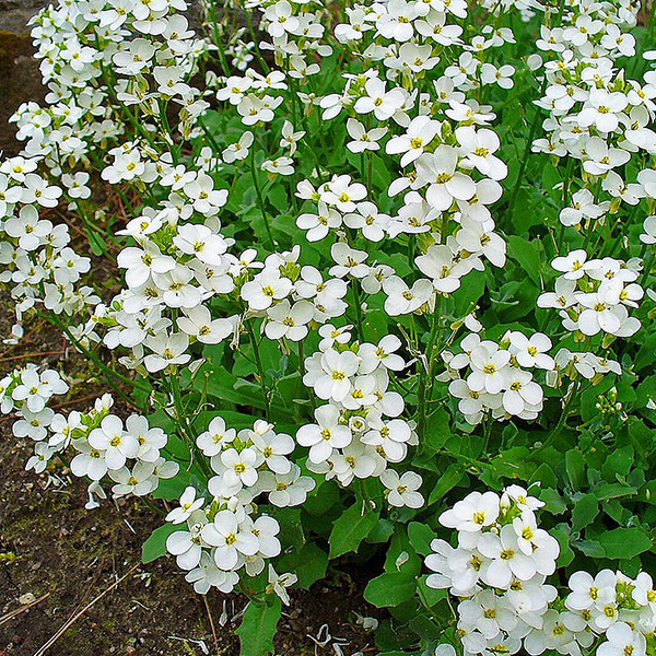 ARABIS CAUCASICA