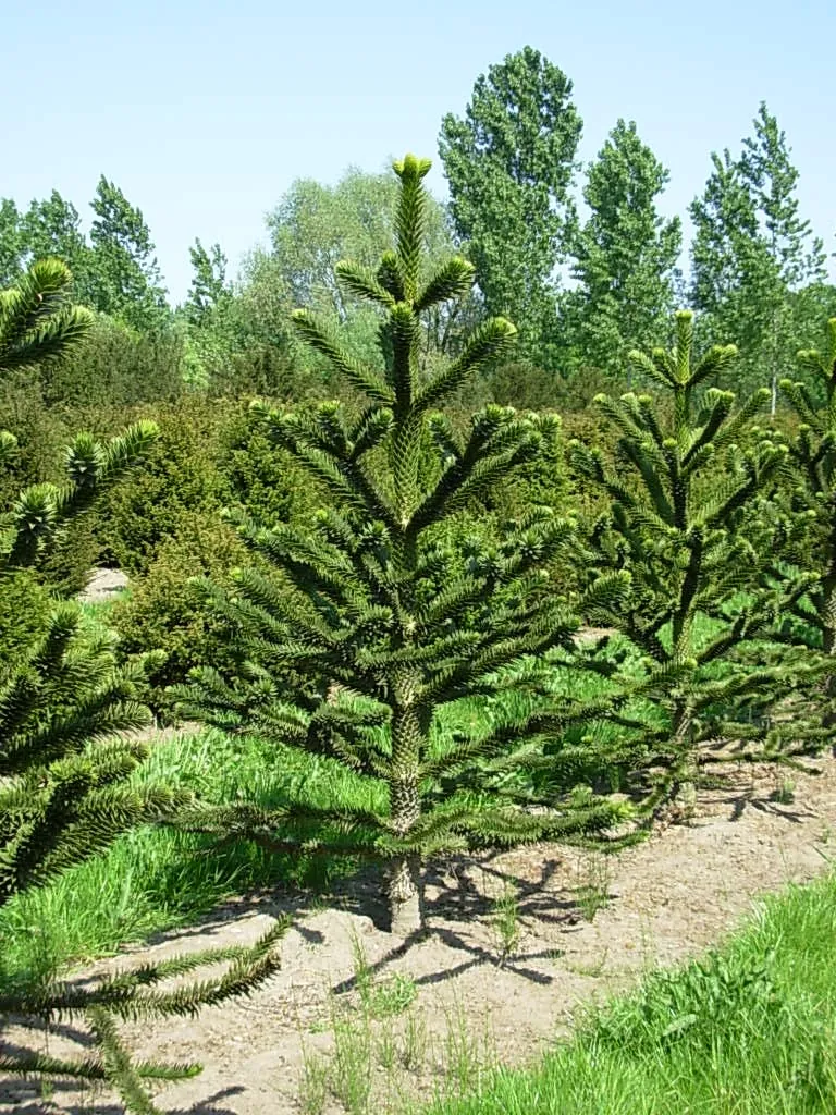 ARAUCARIA ARAUCANA