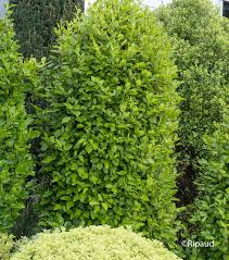 GRISELINIA LITTORALIS