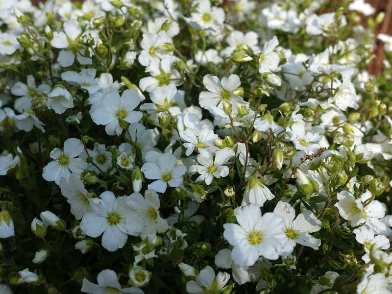 ARENARIA MONTANA