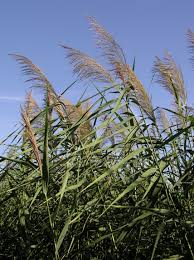 [8977] PHRAGMITE AUSTRALIS (ROSEAU) (Caduc, 200/250)